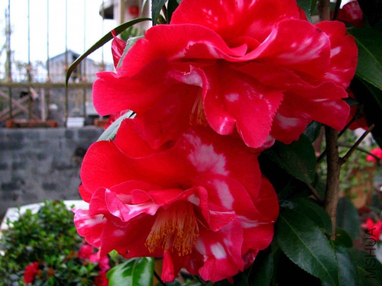 ��Ƭ2009.03.24.�軨 008.jpg