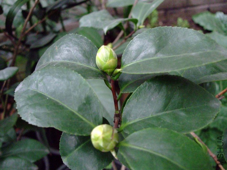 ���� 09-12-13f.jpg