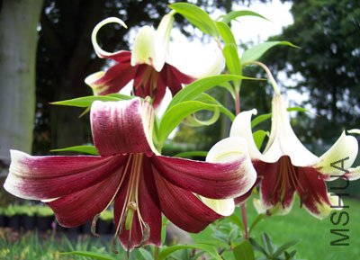 Lilium-nepalense-best.jpg