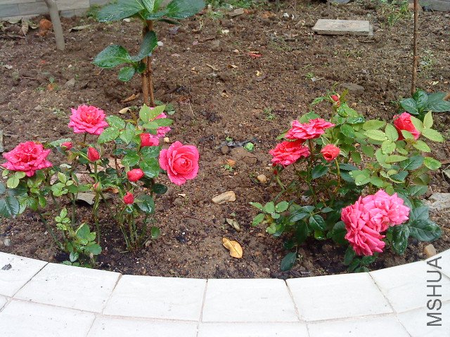 DSC00538.JPG