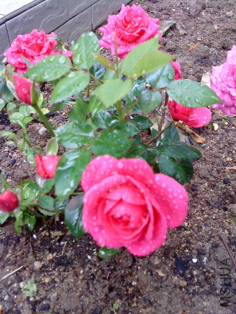 DSC00539.JPG