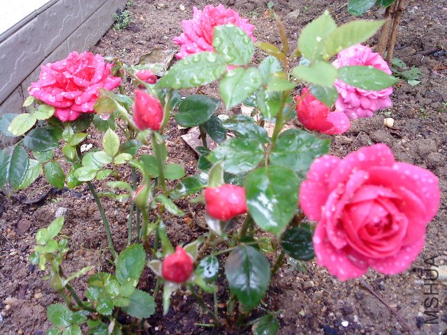DSC00540.JPG