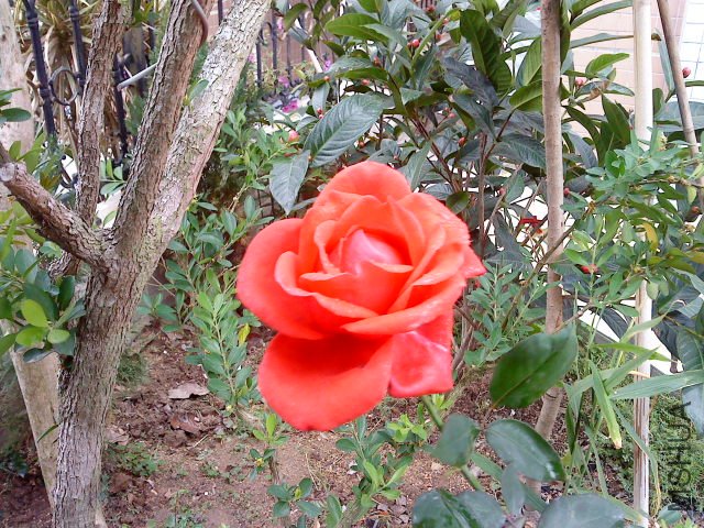 DSC00536.JPG
