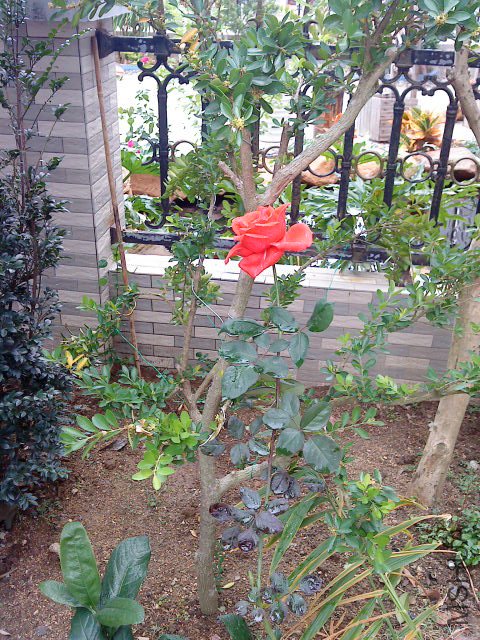 DSC00537.JPG