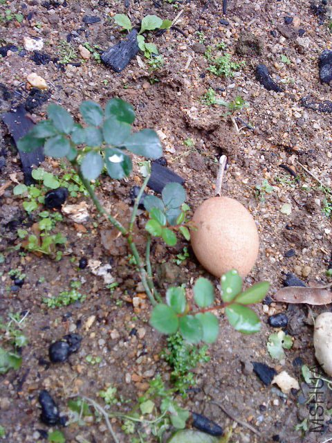 DSC00544.JPG