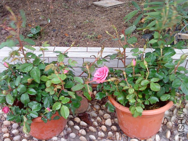 DSC00541.JPG