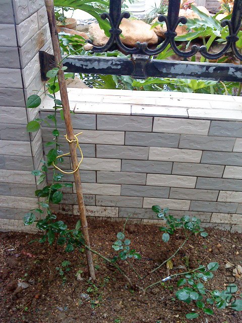 DSC00546.JPG