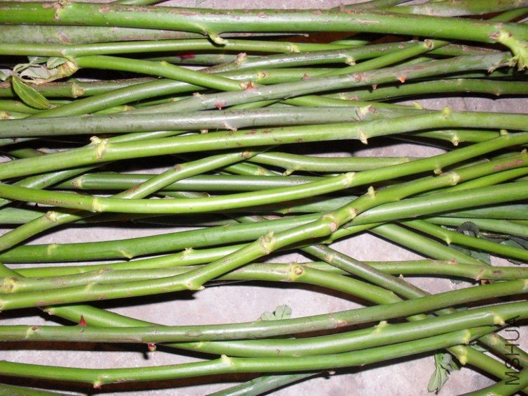 �ֵܴ�֦��������֦����������