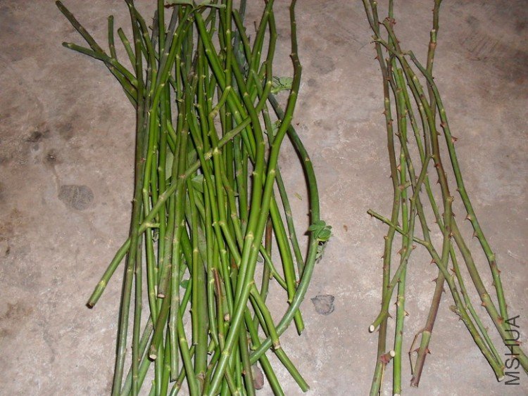 ������޴�Ǿޱ�ұ����������