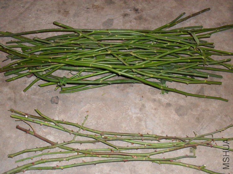 �޴�Ǿޱ���������