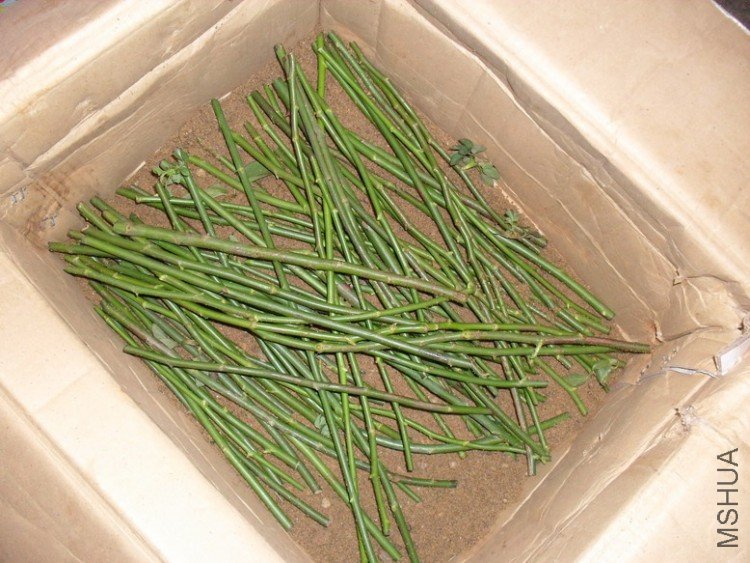 ûʱ���ȥ����ɳ���ţ��ȷż������û�ȥǤ�塣