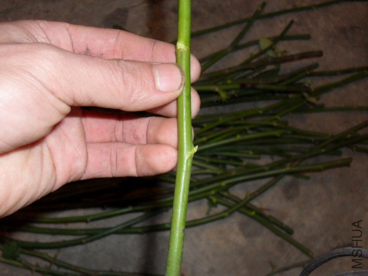 �ܽ������޴̣���ʱ�ü޽�