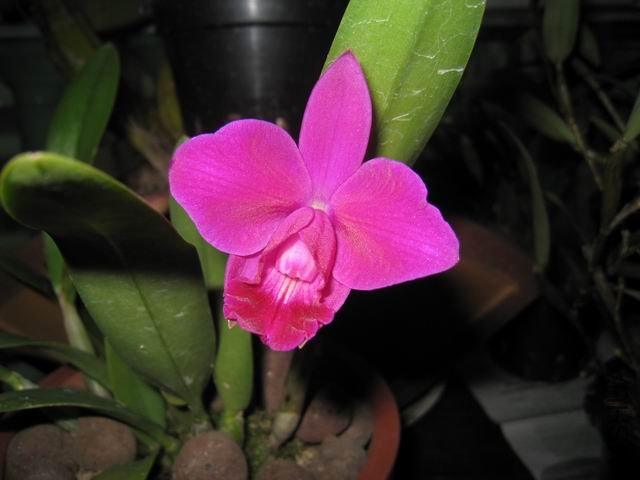 ������С IMG_0160.JPG