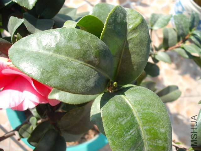 ţ���µ�ʯ��ҶƬ�����λ�ţ������ĺ���