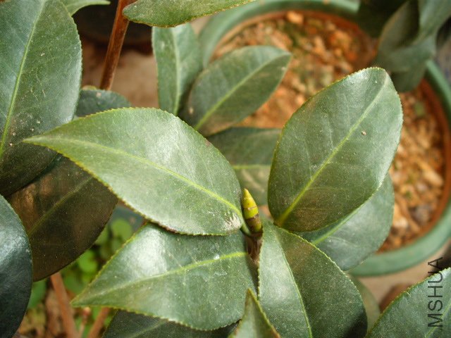 ����ţ���µ�ҶƬ