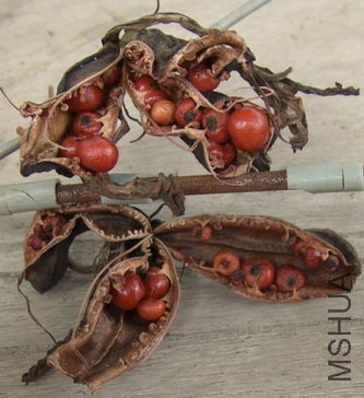 ���˵�����