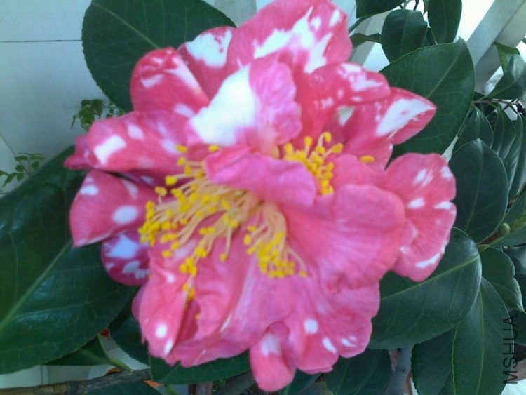 20091221091.jpg