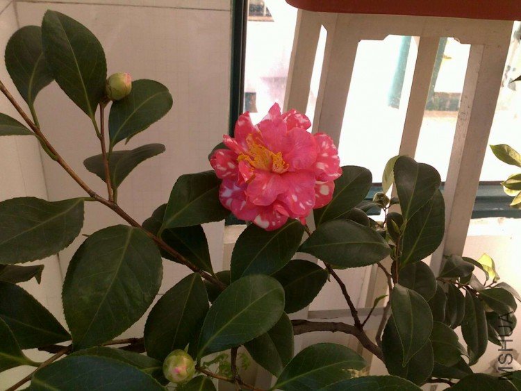 20091221093.jpg