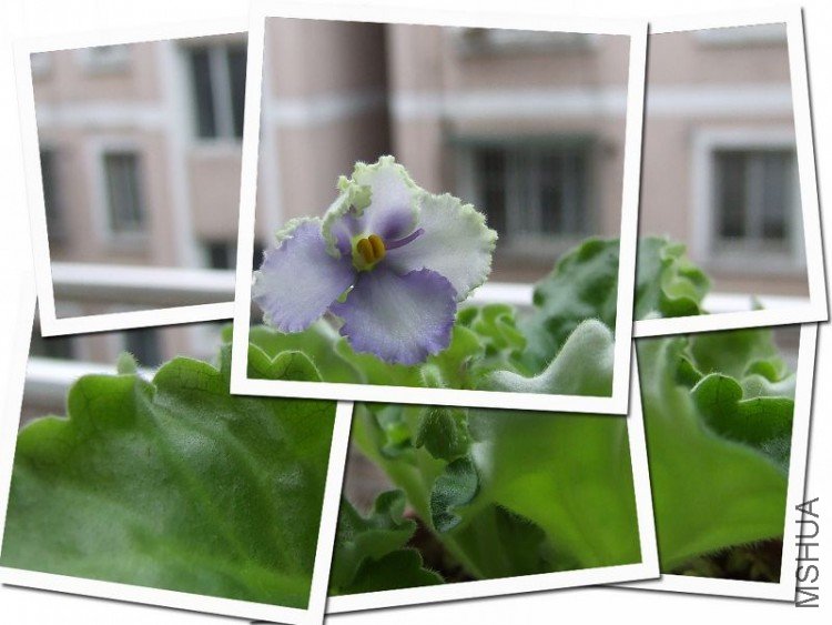 DSCF5286.jpg