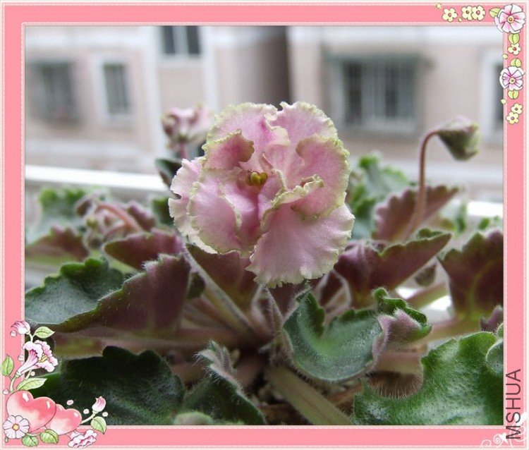 DSCF5288.jpg