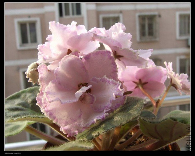 DSCF5293.jpg