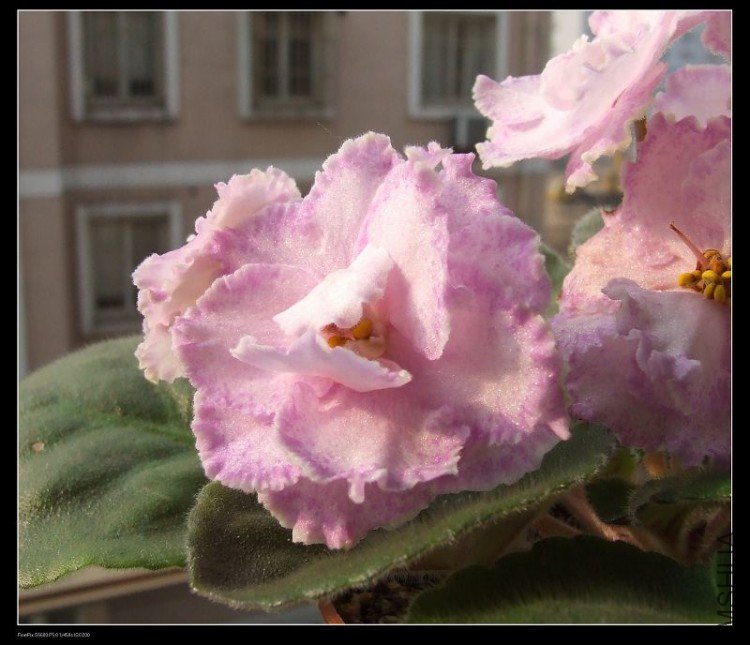 DSCF5295.jpg
