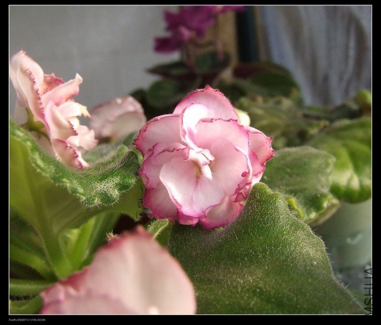 DSCF5297.jpg