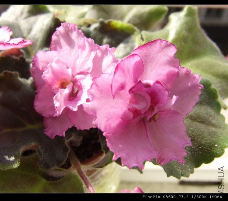 DSCF5281.jpg