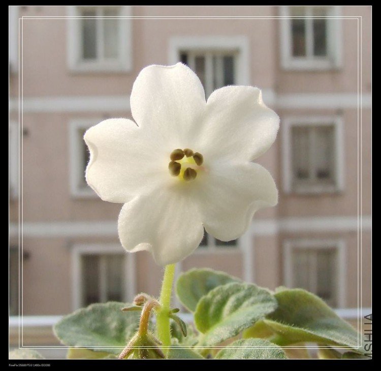 DSCF5291.jpg