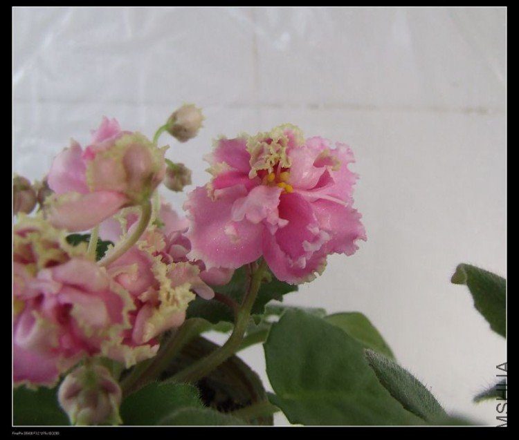 DSCF5300.jpg