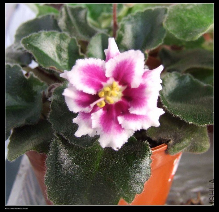 DSCF5307.jpg