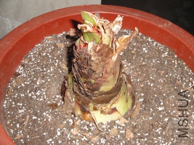 ��֪��ΪʲôҶ�Ӻô� �����趼������