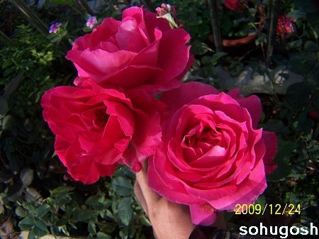 100_7321.jpg