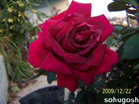 100_7250.jpg
