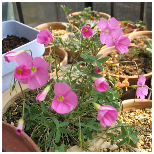 Oxalis Stella00.jpg