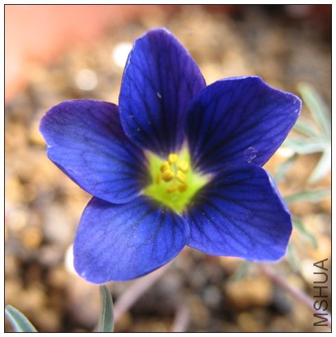 Oxalis Seven Bells.jpg