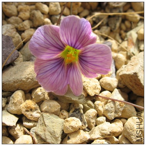 Oxalis laciniata01.jpg