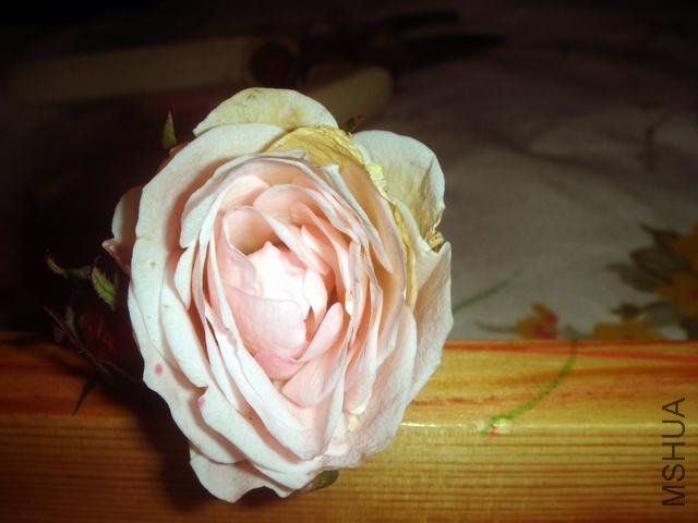 DSC06178.JPG