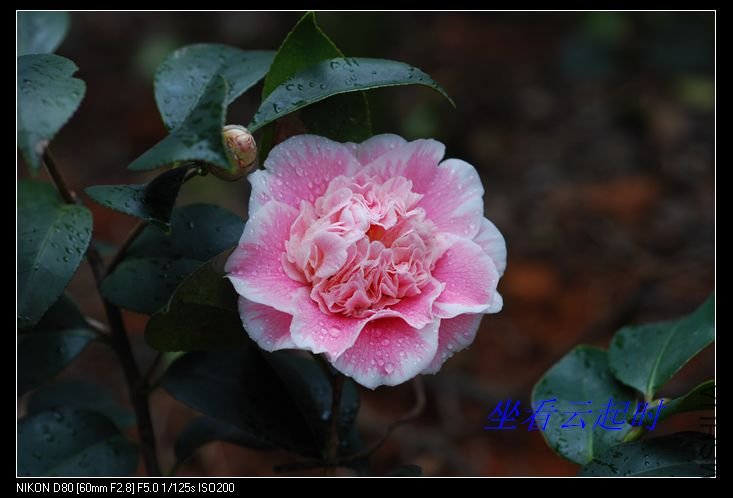 nEO_IMG_DSC_0018.jpg