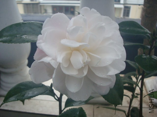 DSC08814.JPG
