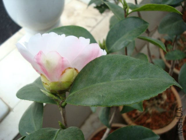 DSC08803.JPG