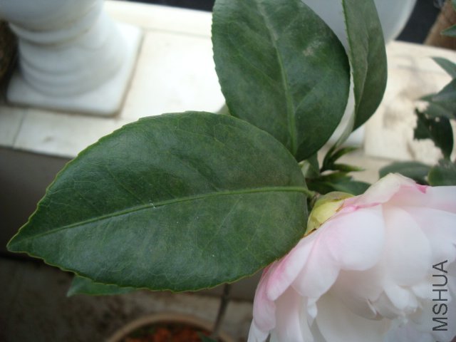 DSC08805.JPG