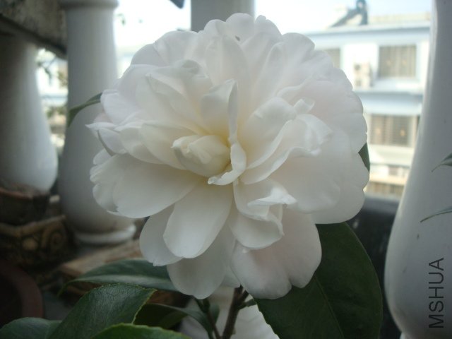 DSC08846.JPG