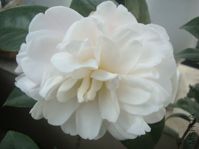 DSC08845.JPG