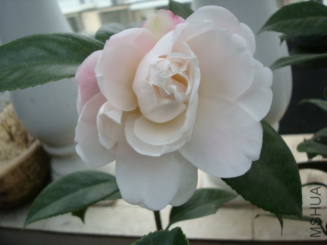 DSC08804.JPG