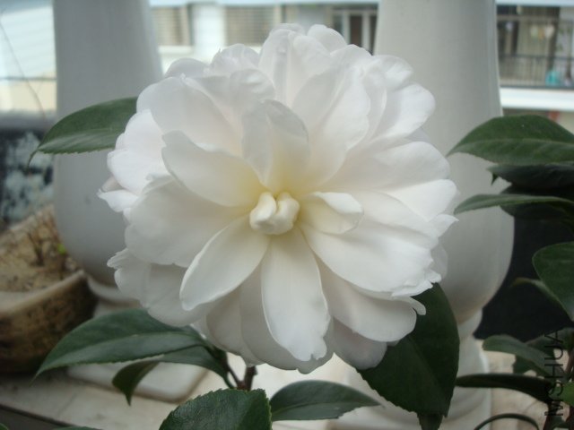 DSC08851.JPG