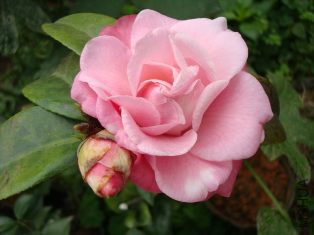 DSC08793.JPG