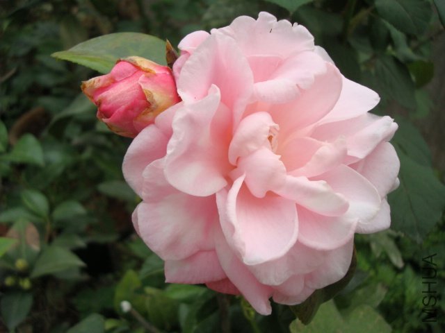 DSC08806.JPG