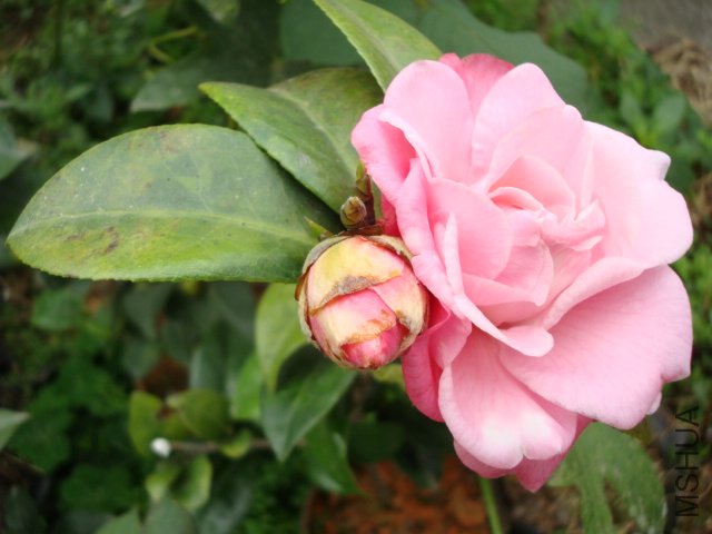 DSC08796.JPG
