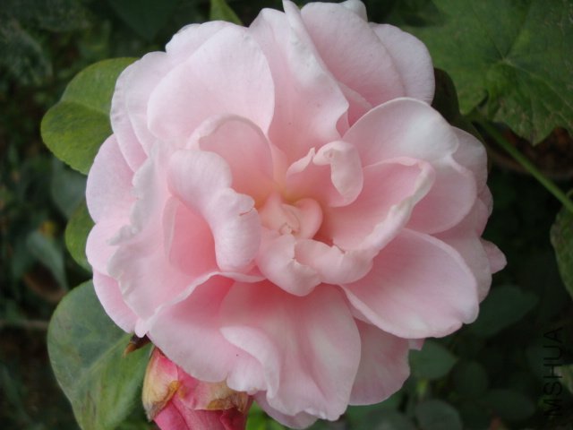 DSC08807.JPG